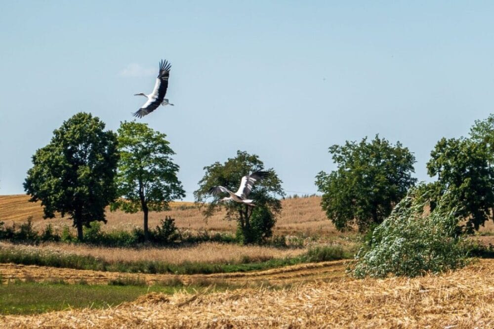 Beniaskie, Agroturystyka nad Jeziorem - na pograniczu magicznej Warmii 56 Bieniaskie Agroturystyka nad Jeziorem