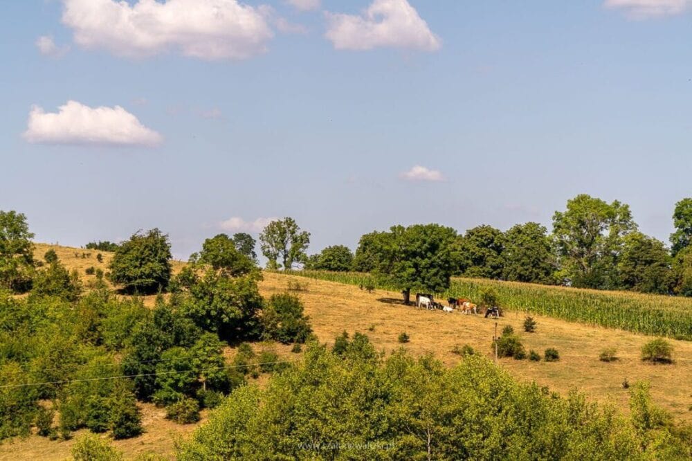 Beniaskie, Agroturystyka nad Jeziorem - na pograniczu magicznej Warmii 36 Bieniaskie Agroturystyka nad Jeziorem