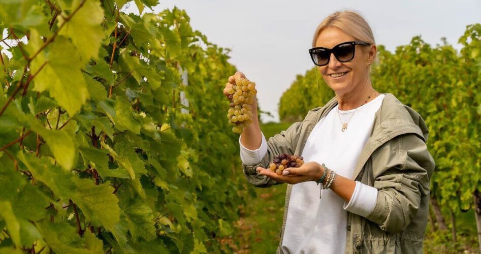 winobranie w tokaju